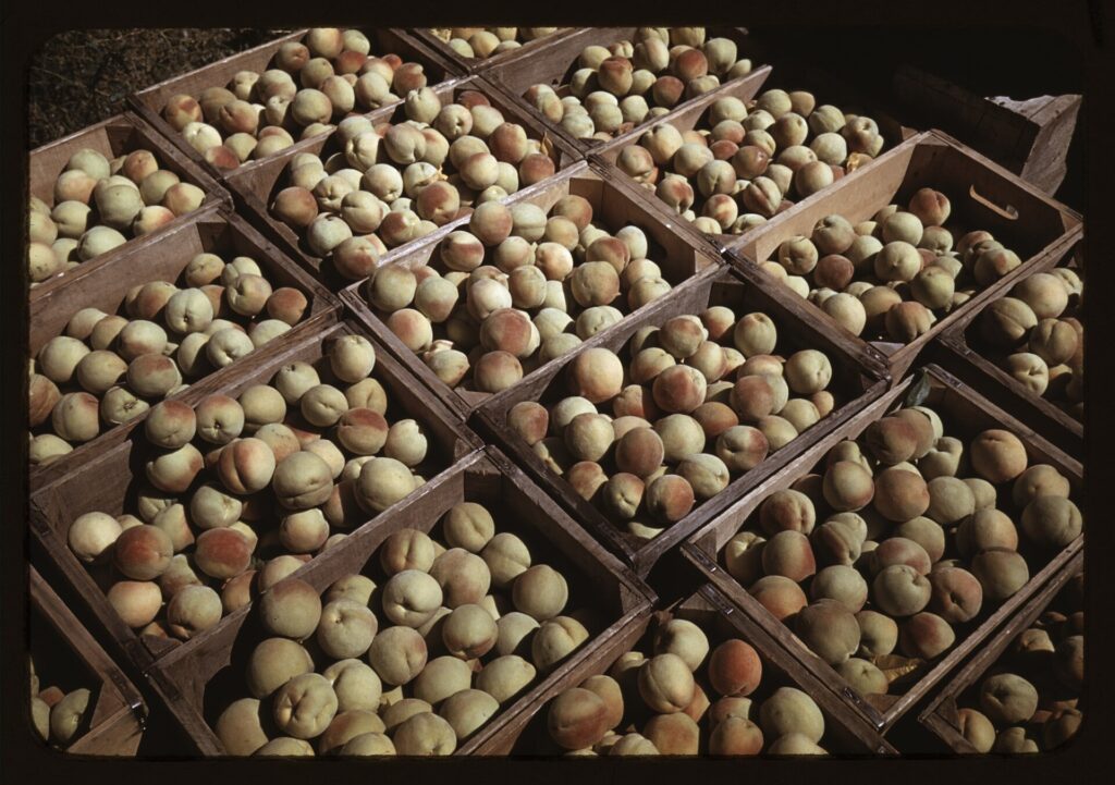 Sagra delle Pesche ad Avaglio